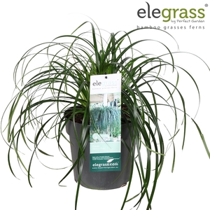 Carex 'Ribbon Falls' P23