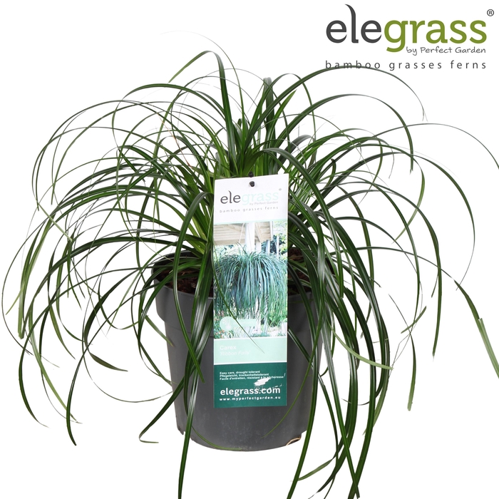 <h4>Carex 'Ribbon Falls' P23</h4>