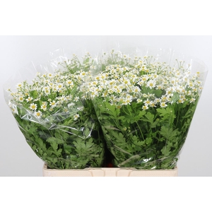 Tanacetum Pa Single Vegmo