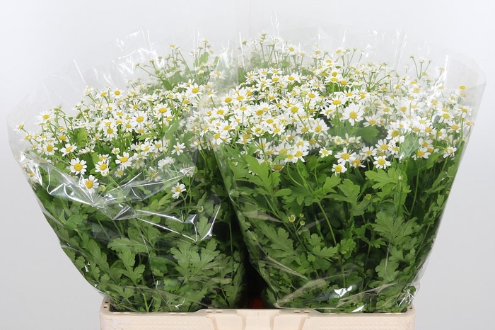 <h4>Tanacetum Pa Single Vegmo</h4>