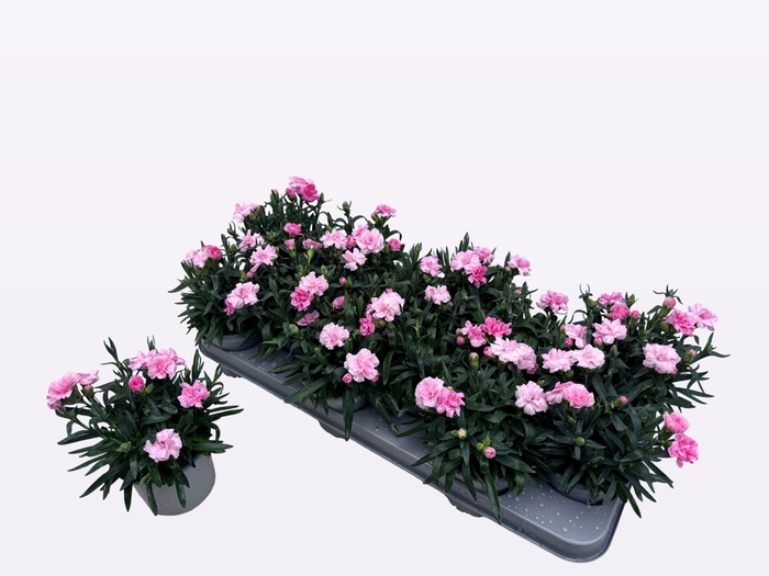 <h4>DIAN OSC PINK</h4>