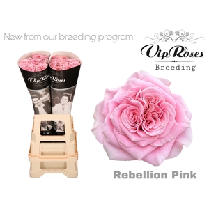 R Gr Rebellion Pink