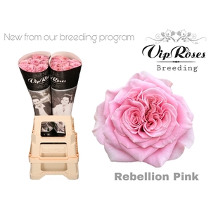 R GR REBELLION PINK