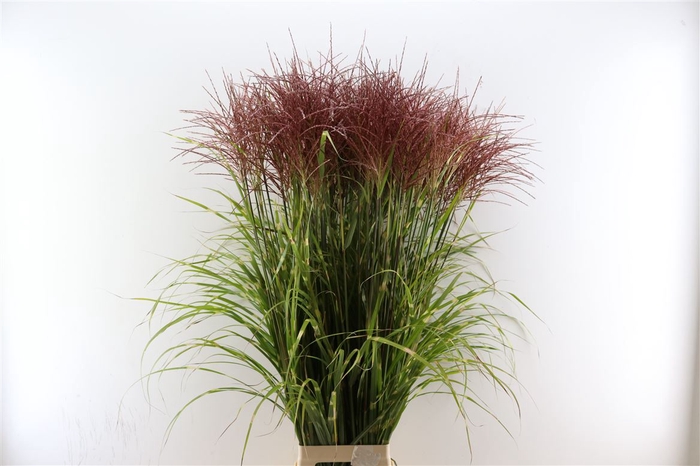 <h4>Siergras Miscanthus Rotfeder Zebrinus</h4>