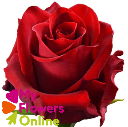 <h4>R Gr Explorer Red 50cm EC</h4>