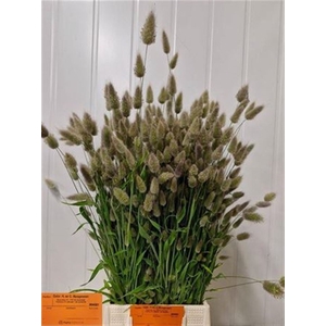 Lagurus Ovatus P Bos