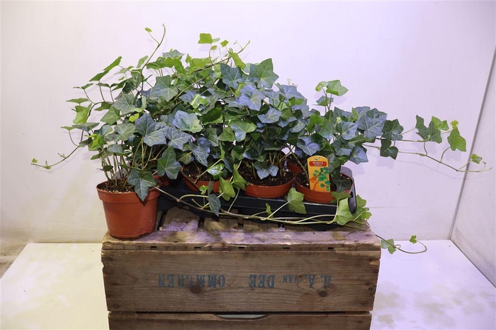 <h4>Hede Hibernica</h4>