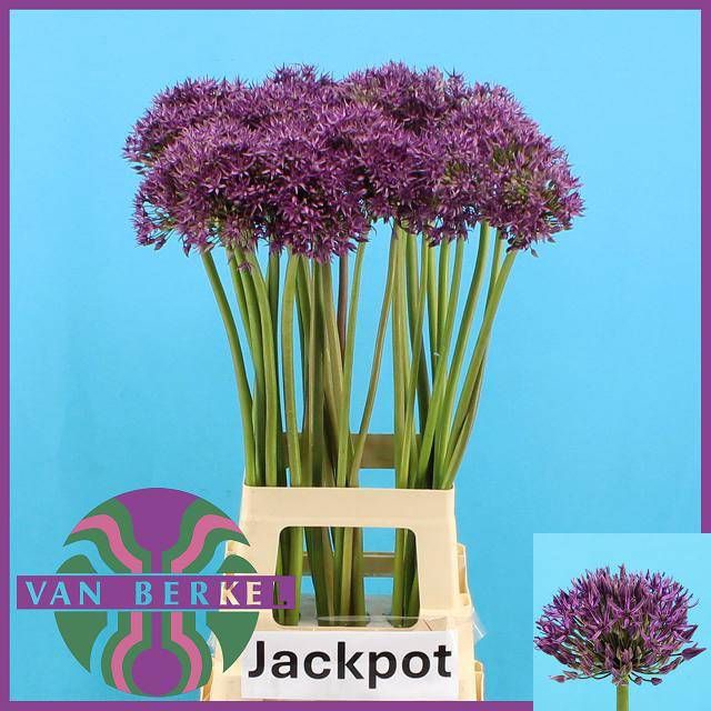 <h4>ALLIUM JACKPOT</h4>