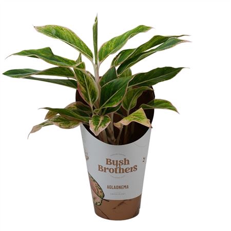 <h4>Aglaonema Green Pink</h4>