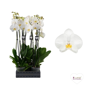 Phalaenopsis Oxford - 2 tak 70cm