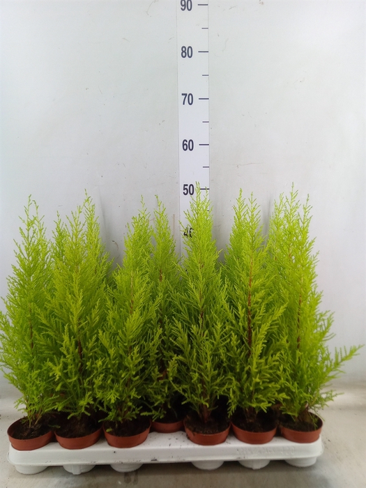 <h4>Cupressus macro. 'Goldcrest Wilma'</h4>