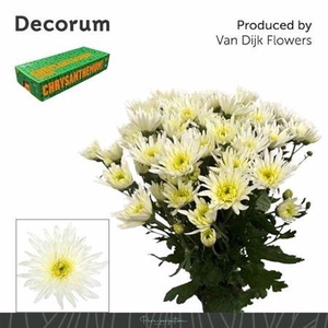 Chr T Delian White