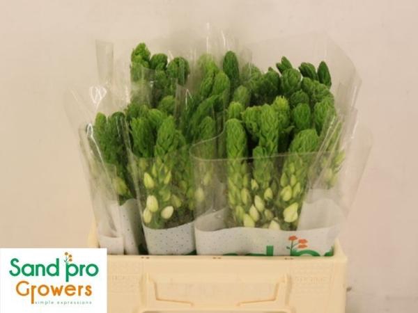 <h4>ORNIT THY MILKY WAY</h4>