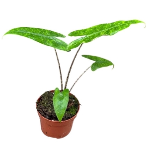 Alocasia Overig Reticulata