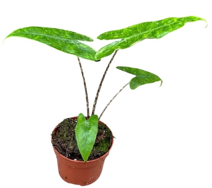 <h4>Alocasia Overig Reticulata</h4>
