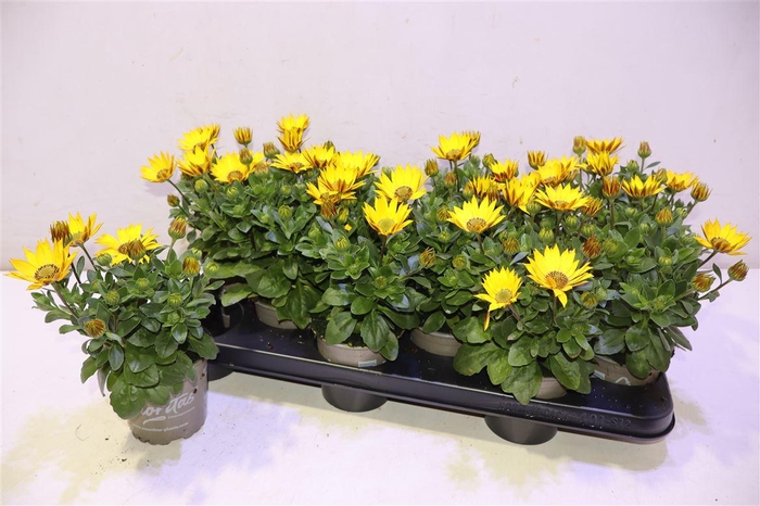 <h4>Osteo Senori Solana</h4>