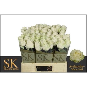 R GR AVALANCHE+ WHITE GOLD WHITE G