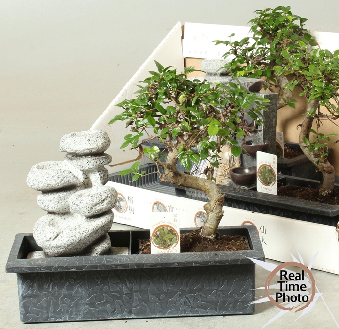 <h4>BONSAI GEM</h4>