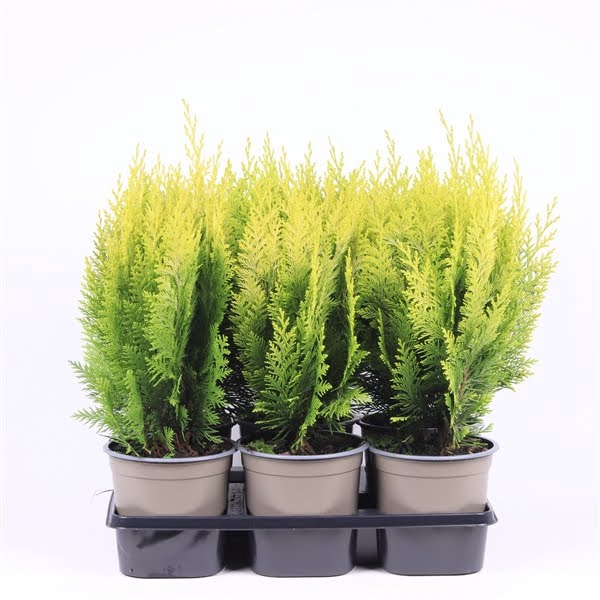 <h4>Chamaecyparis lawsoniana 'Ivonne'</h4>