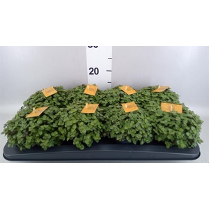 Callisia repens 'Turtle'