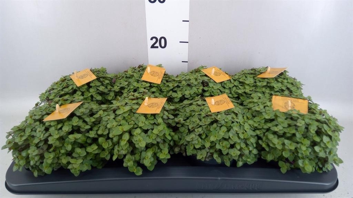 <h4>Callisia repens 'Turtle'</h4>