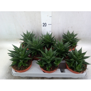 Haworthia limifolia