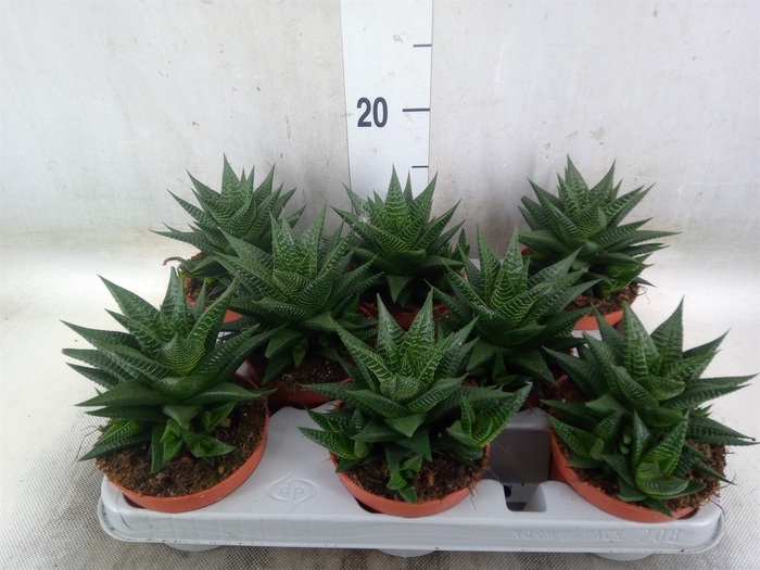<h4>Haworthia limifolia</h4>