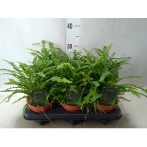 Nephrolepis cord. 'Duffii'