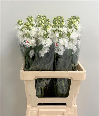 Matth Iron White