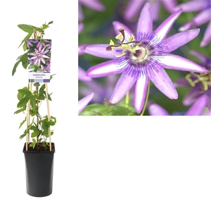 Passiflora 'Amethyst' +light label