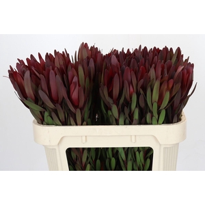 Leucadendron Saf Sunset Dark Red