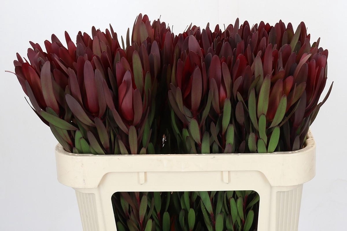 <h4>Leucadendron Saf Sunset Dark Red</h4>