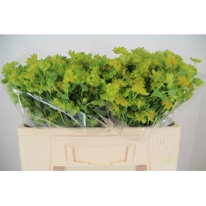 Bupleurum Rotundifolium