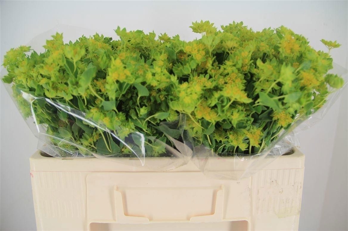 <h4>Bupleurum Rotundifolium</h4>