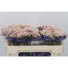 Ozothamnus Cooks Pink