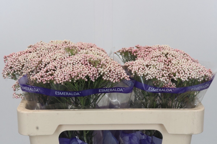 <h4>Ozothamnus Cooks Pink</h4>