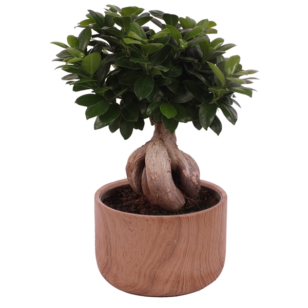 <h4>Ficus m. Ginseng Ball Shape Ø22cm in Ø24cm Ceramic NT565</h4>