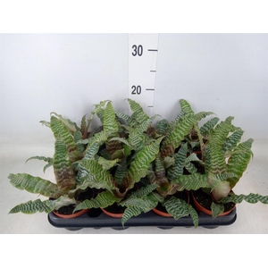 Cryptanthus zonatus