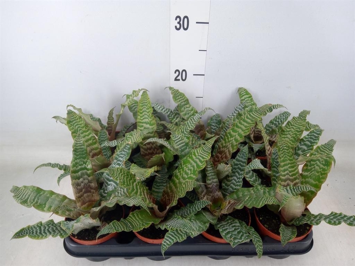 <h4>Cryptanthus zonatus</h4>