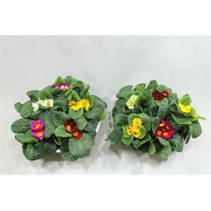 1075 Zink PRIMULA MIX