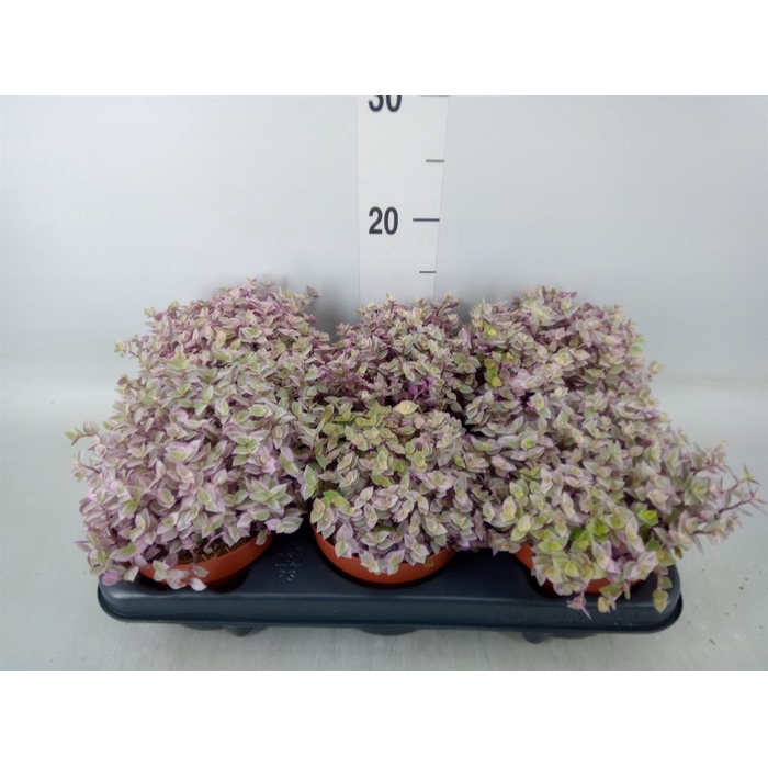 <h4>Callisia repens 'Rosato'</h4>