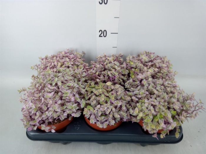 <h4>Callisia repens 'Rosato'</h4>