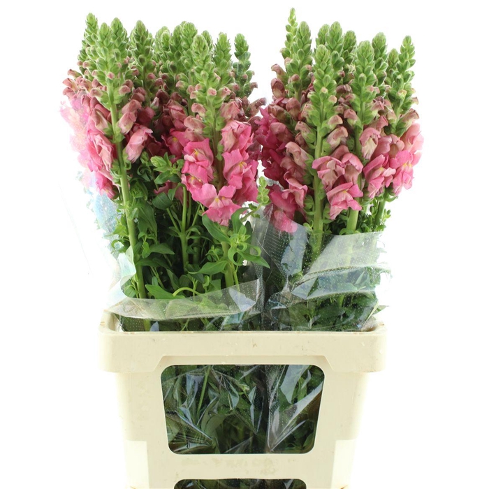 <h4>Antir Op Pink</h4>