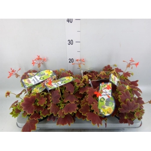 Pelargonium zona.   ...mix