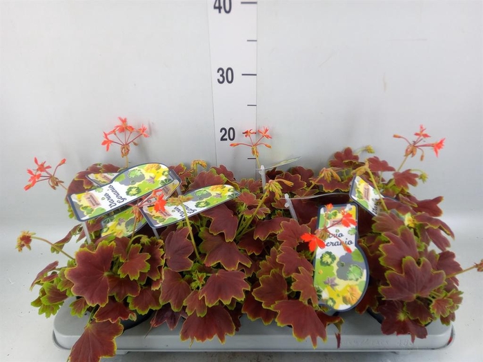 <h4>Pelargonium zona.   ...mix</h4>