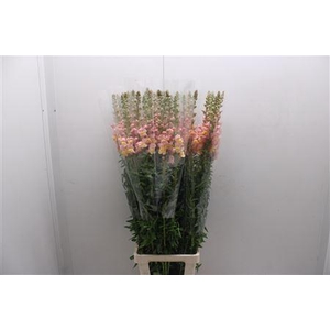 Antir Poto D Orange 110