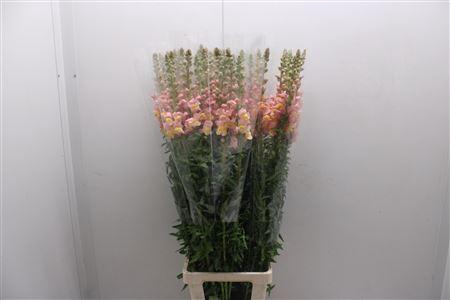 <h4>Antir Poto D Orange 110</h4>