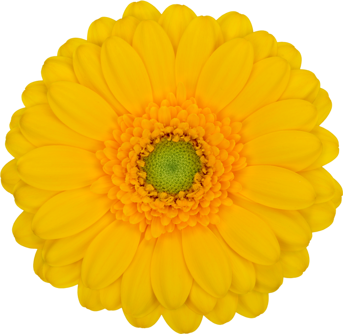 <h4>Germini Asmara Doos</h4>