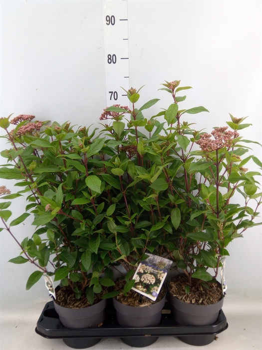 <h4>Viburnum tinus 'Spirit'</h4>