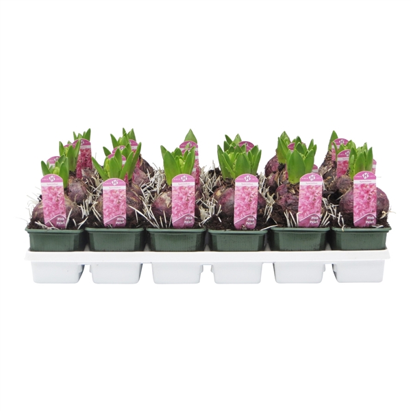 <h4>Hyacinthus orientalis 'Pink Pearl'</h4>